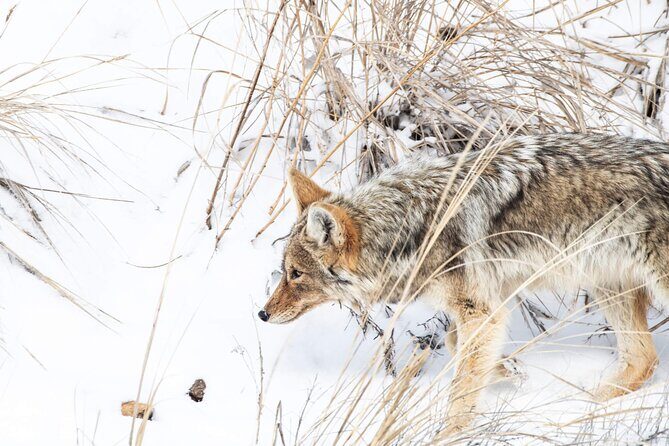 Yellowstone Winter Day Adventure - Exploring the Yellowstone Winter Day Adventure