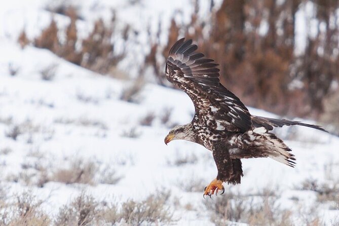 Yellowstone Winter Wildlife Safari From Gardiner - Tour Inclusions and Logistics