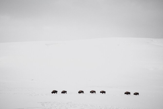 Yellowstone Winter Wildlife Safari From Paradise Valley - Wildlife Encounters