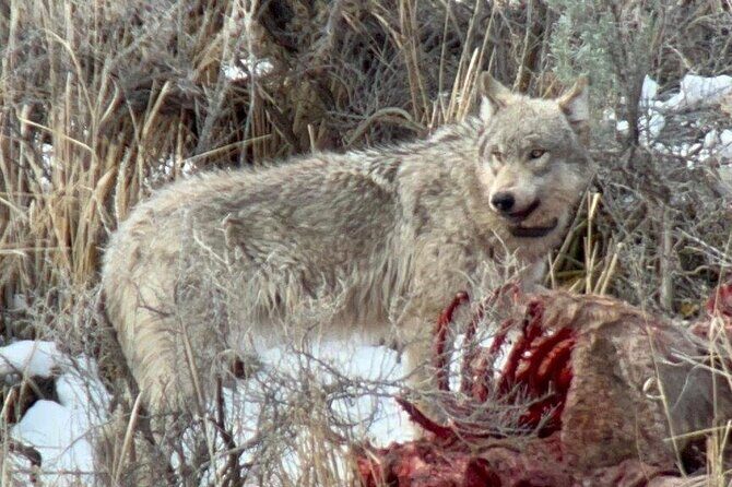Yellowstone Winter Wildlife with Snowshoeing VIP Experience - Discover the Yellowstone Winter Wildlife with Snowshoeing VIP Experience