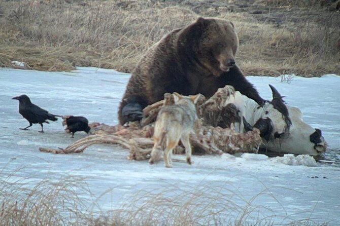 Yellowstone Winter Wildlife with Snowshoeing VIP Experience - Who Will Love This Tour?