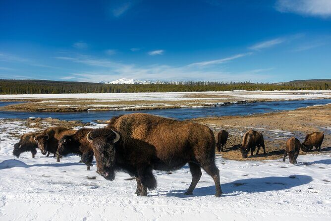 Yellowstone's Lamar Valley & Picnic Private Tour + Wildlife Guide - The Sum Up: Is This Tour Worth It?
