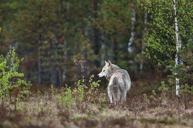 Yellowstone's Lamar Valley & Picnic With Wildlife Guide - Why This Tour Provides Great Value