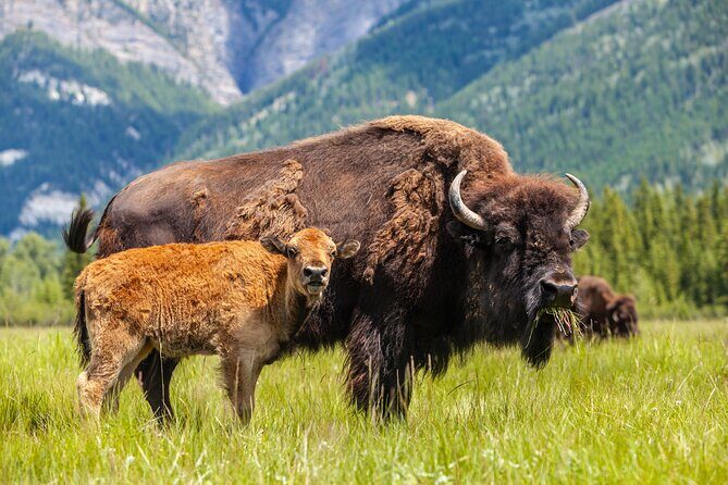 Yellowstone's Lamar Valley & Picnic With Wildlife Guide - The Sum Up