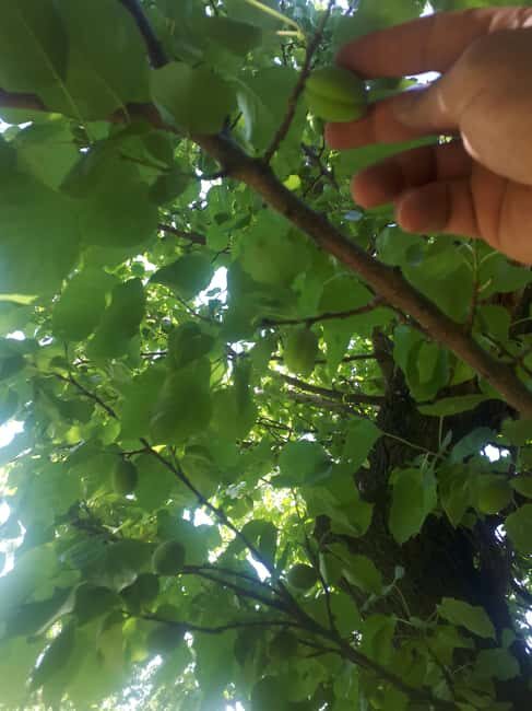 Yerevan: Khor Virap, Garni, Geghard, Echmiadzin, & Zvartnots - Who Will Love This Tour?