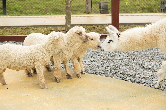 Yilan Day Tour Whale Watching Cruise and Animal Farm - Starting the Day: Easy Access from Taipei