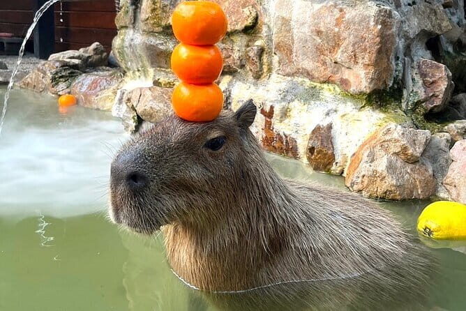 Yilan Whale Watching and Animal Farm Private Tour from Taipei - The Itinerary in Detail: What to Expect