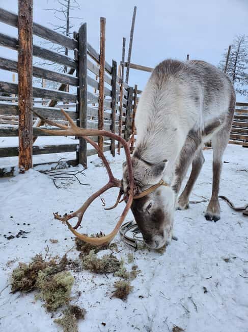 Ylitornio: Santa Station Entry Ticket - A Deep Dive into Santa Station in Ylitornio