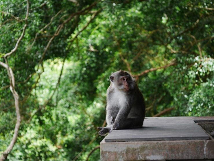 Yoga Class in Ubud for Nature and Cultural Treasures - Key Points