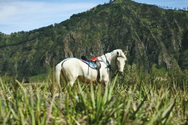 Yogyakarta: 3D2N Bromo and Ijen Bluefire - Important Travel Tips