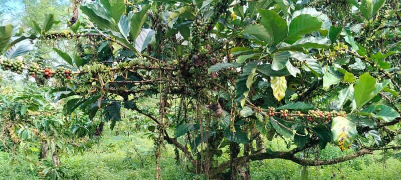 Yogyakarta : 4D3N Bromo, Kalibaru Plantation, Ijen, Bali - Frequently Asked Questions