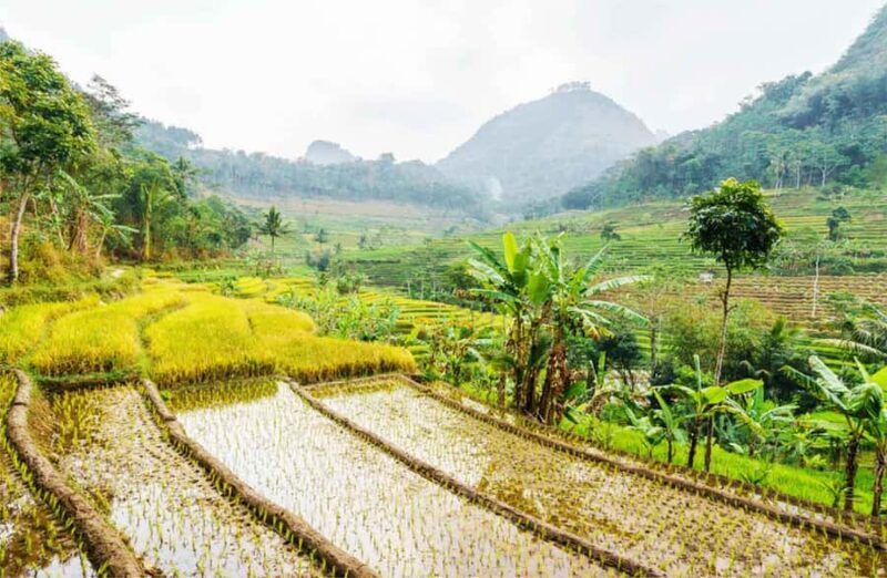 Yogyakarta: Borobudur Climb-up & Selogriyo Paddy Field Tour - Final Thoughts: Is This Tour for You?