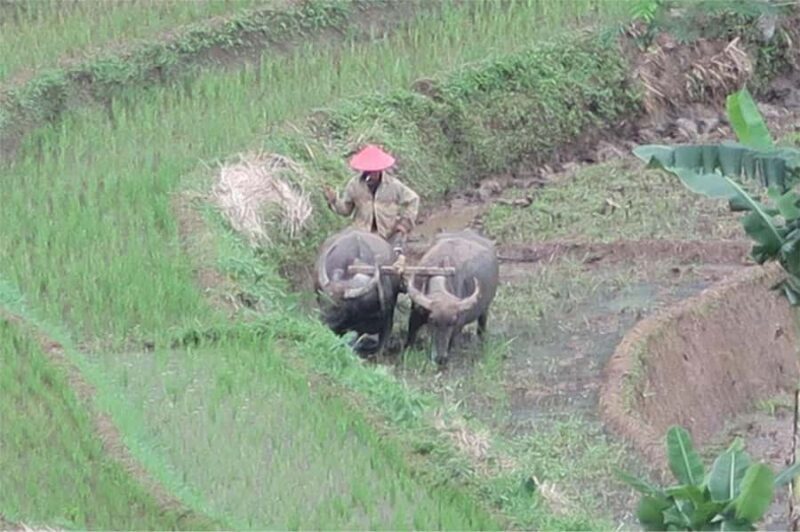 Yogyakarta: Borobudur Climb-up & Selogriyo Paddy Field Tour - The Drive and Approach to Selogriyo