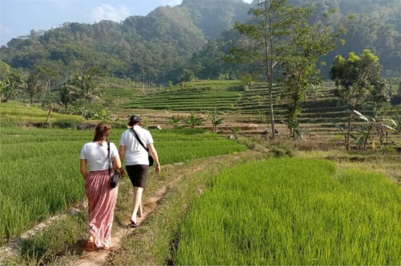 Yogyakarta: Borobudur Climb-up & Selogriyo Paddy Field Tour - Practicalities: Transport, Timing, and Group Size