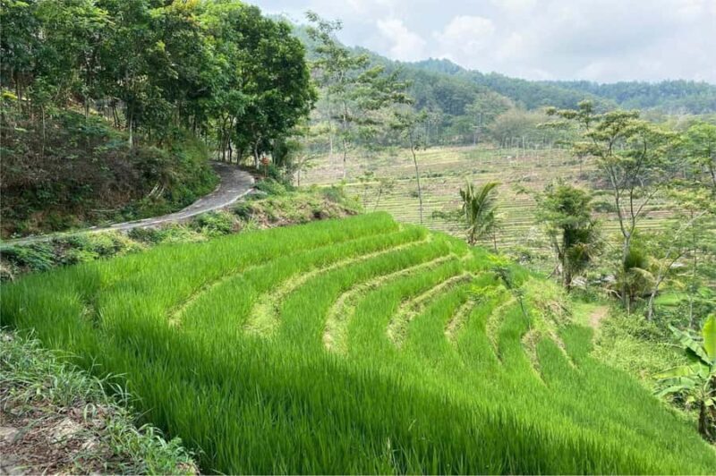 Yogyakarta: Borobudur Climb-up & Selogriyo Paddy Field Tour - Final Thoughts: Is This Tour for You?