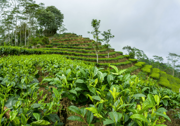Yogyakarta: Borobudur, Prambanan & Java Nature Exploration - Transportation and Logistics