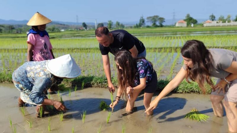 Yogyakarta: Countryside Bike & Bite Tour With Pickup - The Sum Up: Who Will Love This Tour?