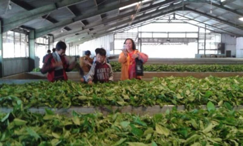 YOGYAKARTA: DIENG PLATEAU NATURE TOURISM AND TEA PLANTATION. - Authentic Experiences and Review Highlights