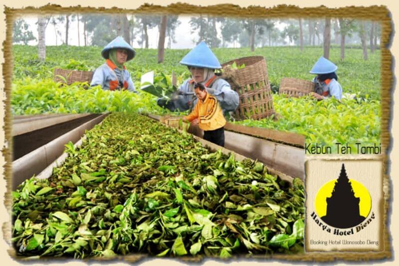 YOGYAKARTA: DIENG PLATEAU NATURE TOURISM AND TEA PLANTATION. - FAQ