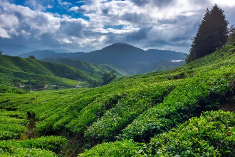 Yogyakarta: Dieng Plateau Sunrise & Tea Plantation Day Trip - Good To Know