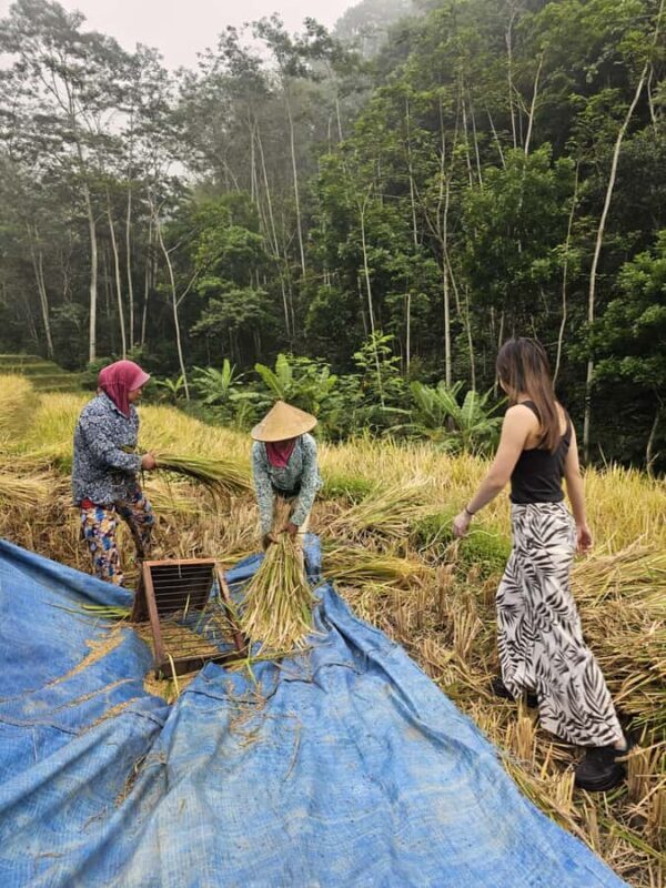 Yogyakarta: Flying Fox, Pule Payung & Ricefield Scenic Tour - Good To Know