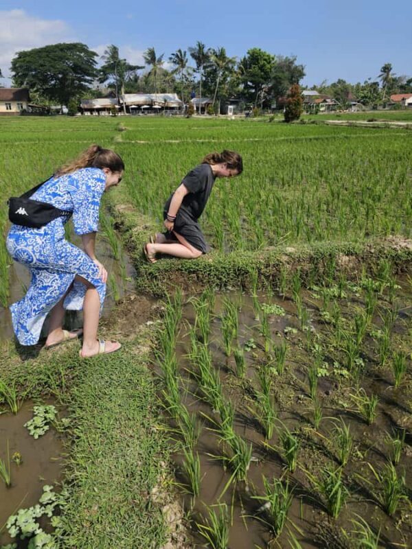 Yogyakarta: Flying Fox, Pule Payung & Ricefield Scenic Tour - FAQ