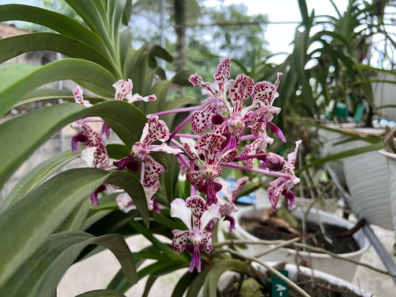 Yogyakarta: Merapi Volcano Trek with Transfer - An Inside Look at the Merapi Volcano Trek Experience