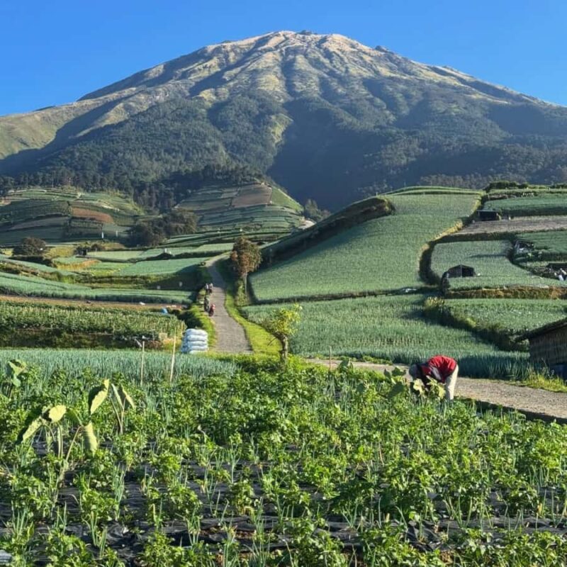 Yogyakarta: Nepal Van Java & Vegetable Village Tour - The Return Journey: Relaxing and Refreshing