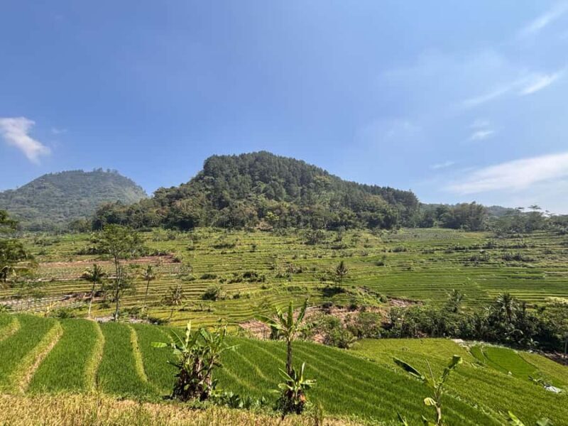Yogyakarta: Rice Terrace Trek All Inclusive Guided Tour - Yogyakarta: Rice Terrace Trek All Inclusive Guided Tour — A Detailed Review
