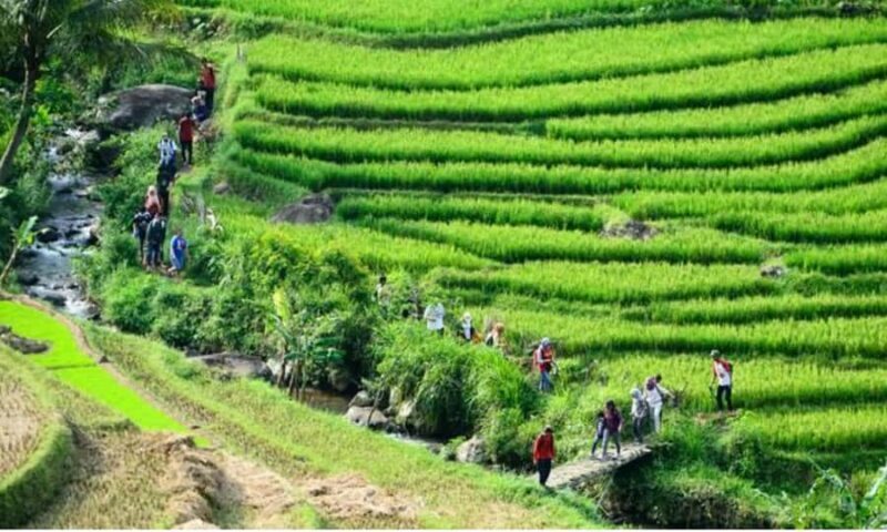 Yogyakarta Rice Terraces Hike and Kedungkayang Waterfall - Why This Tour Works for Different Travelers