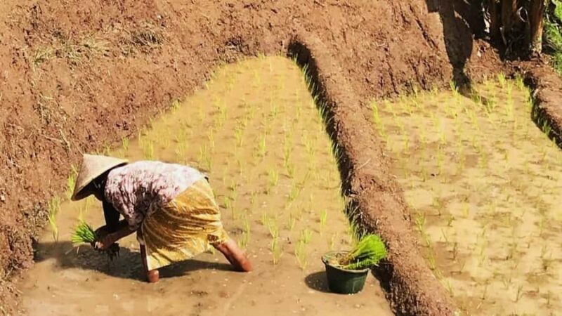 Yogyakarta: Selogriyo Temple and Rice Terrace Soft Trekking - Practical Considerations