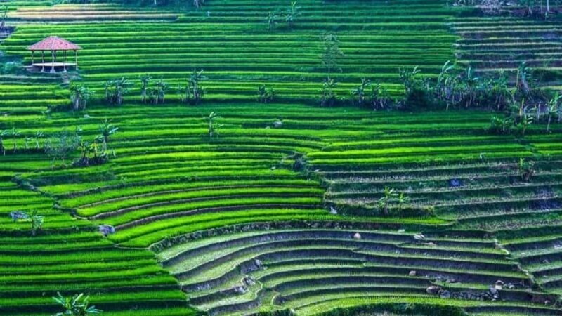 Yogyakarta: Selogriyo Temple and Rice Terrace Soft Trekking - Good To Know