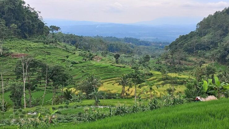 Yogyakarta :Selogriyo Temple, Rice Field Trek& Nepalvan Java - Ancient Selogriyo Temple Exploration