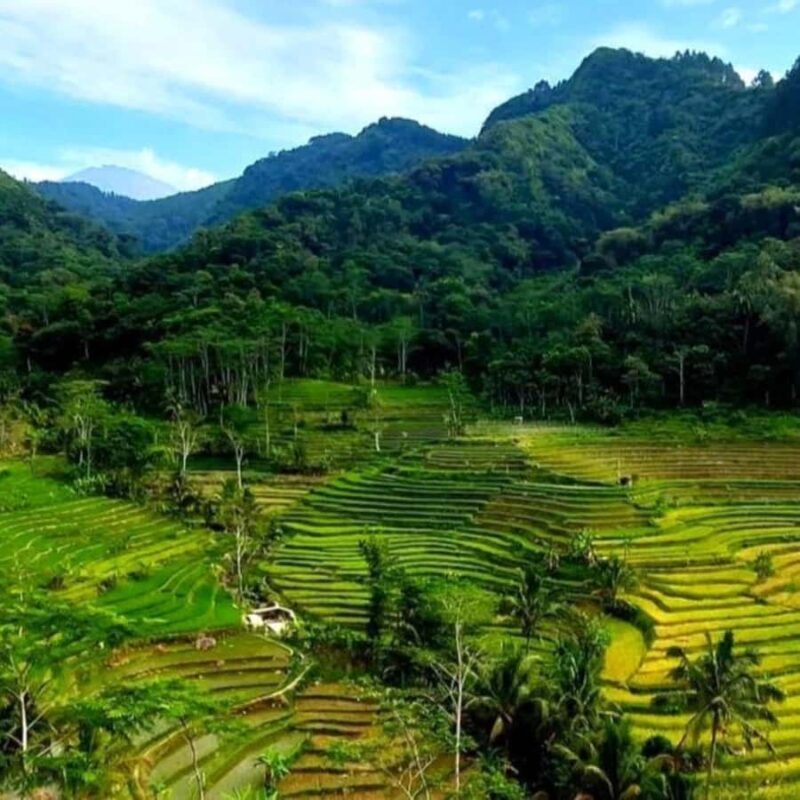 YOGYAKARTA; SELOGRIYO TEMPLE RICE FIELDS AND CHICKEN CHURCH. - YOGYAKARTA; SELOGRIYO TEMPLE RICE FIELDS AND CHICKEN CHURCH