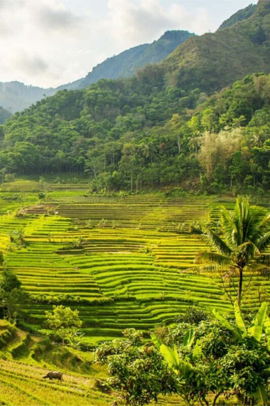 YOGYAKARTA; SELOGRIYO TEMPLE RICE FIELDS AND CHICKEN CHURCH. - Good To Know