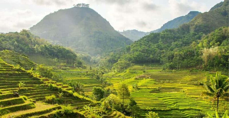 YOGYAKARTA; SELOGRIYO TEMPLE RICE FIELDS AND CHICKEN CHURCH. - Exploring the Rice Fields and Village Life