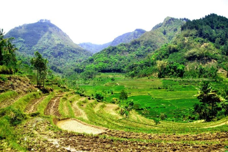 YOGYAKARTA; SELOGRIYO TEMPLE RICE FIELDS AND CHICKEN CHURCH. - FAQs