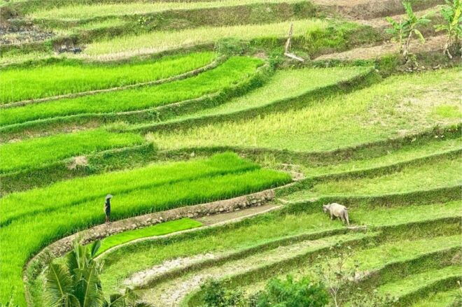 Yogyakarta: Selogriyo Temple, Rice Terraces & Waterfall Tour - Tour Highlights