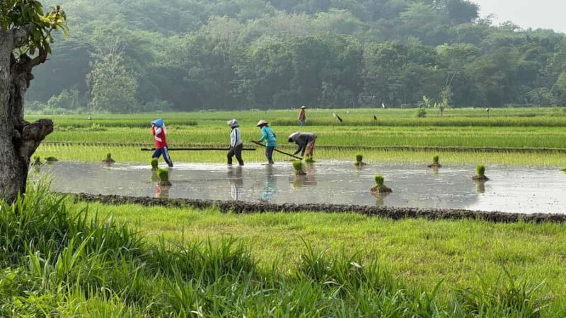 Yogyakarta: Village Cycling Tour with Local Snacks - Good To Know