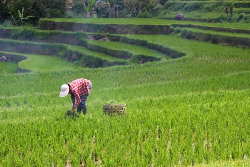YOGYAKARTA;NEPAL VAN JAVA & SELOGRIYO TEMPLE TERRACED FIELDS - Scenic Highlights: Mount Sumbing and Terraced Rice Fields