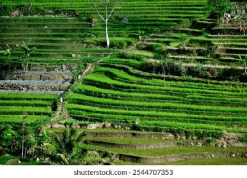 YOGYAKARTA;NEPAL VAN JAVA & SELOGRIYO TEMPLE TERRACED FIELDS - FAQ