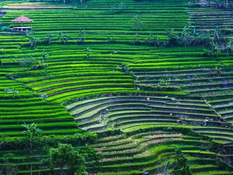 YOGYAKARTA;NEPAL VAN JAVA & SELOGRIYO TEMPLE TERRACED FIELDS - Practical Details: What to Expect and Tips for Enjoyment  