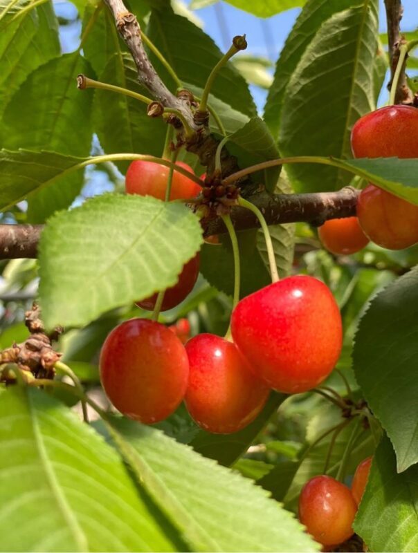 Yoichi Fruit Picking & Shakotan Peninsula Kamui Cape In-Depth Day Tour (Departing from Sapporo) - A full day from Sapporo to Shakotan’s sea cliffs