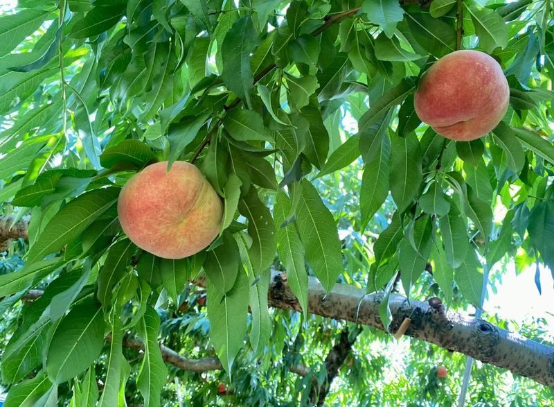 Yoichi Fruit Picking & Shakotan Peninsula Kamui Cape In-Depth Day Tour (Departing from Sapporo) - Walking the Cape Kamui trail