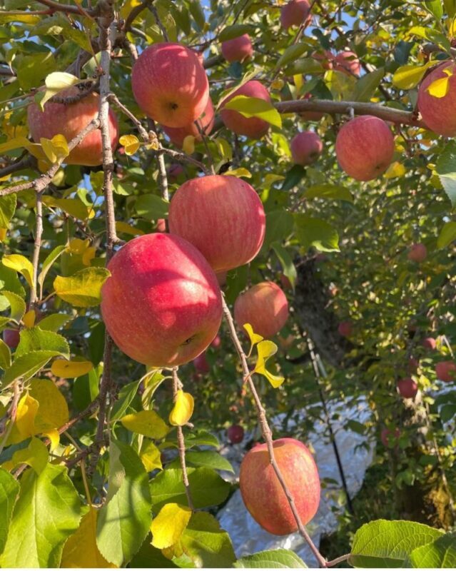 Yoichi Fruit Picking & Shakotan Peninsula Kamui Cape In-Depth Day Tour (Departing from Sapporo) - The guide, group, and ride