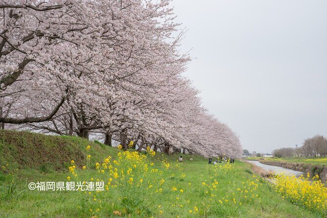 YokaBus Fukuoka Cherry Blossom Famous Spots and Night Sakura Tour - Kamado Shrine: Serenity and Cultural Roots