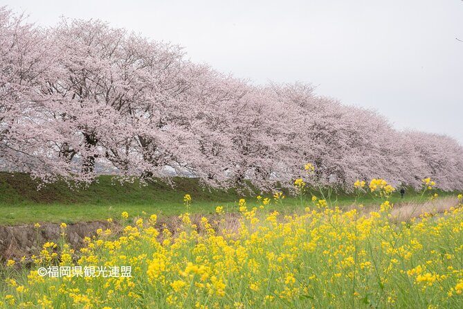 YokaBus Fukuoka Cherry Blossom Famous Spots and Night Sakura Tour - Night Sakura at Maizuru Park: The Grand Finale