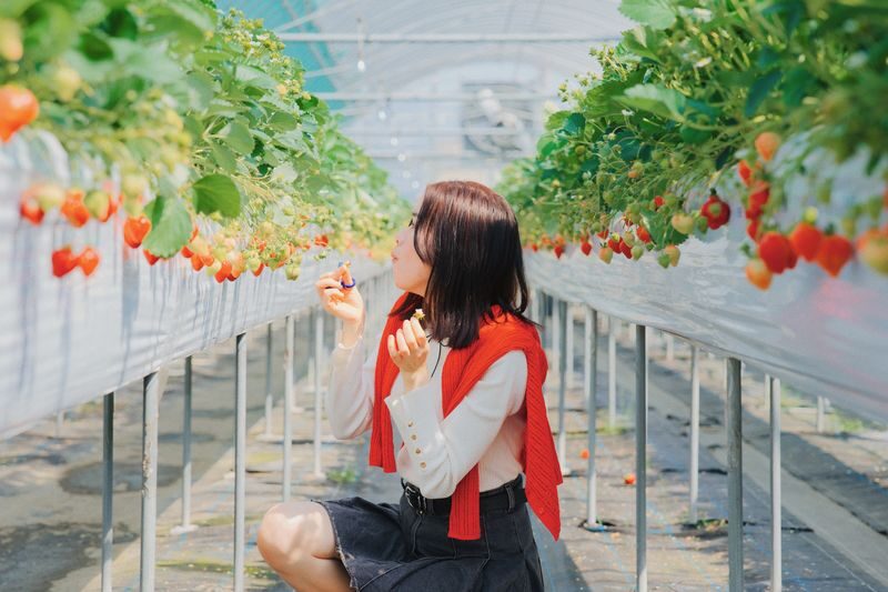 YokaBus Fukuoka Strawberry Picking and Sakura Dyeing Experience - A fruit-first day out of Hakata