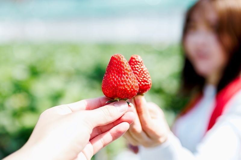 YokaBus Fukuoka Strawberry Picking and Sakura Dyeing Experience - Two hours among Fukuoka’s strawberries