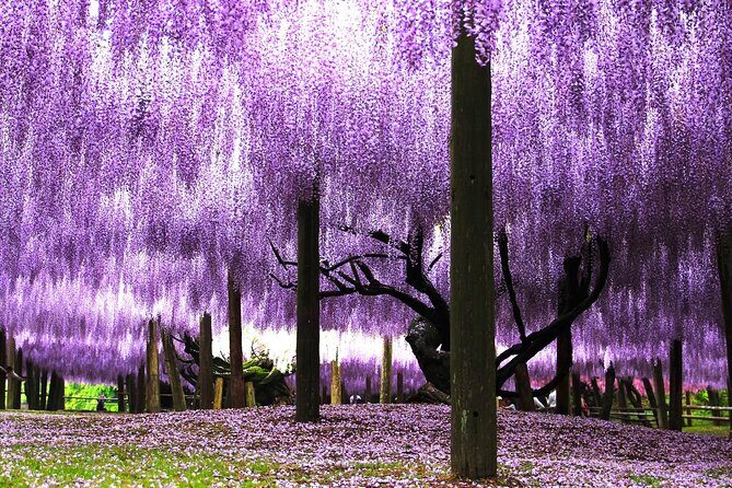 YokaBus Kawachi Wisteria Garden and Strawberry Picking Experience - An In-Depth Look at the Tour Experience